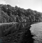 Fishing, River Wharfe, Bolton Abbey